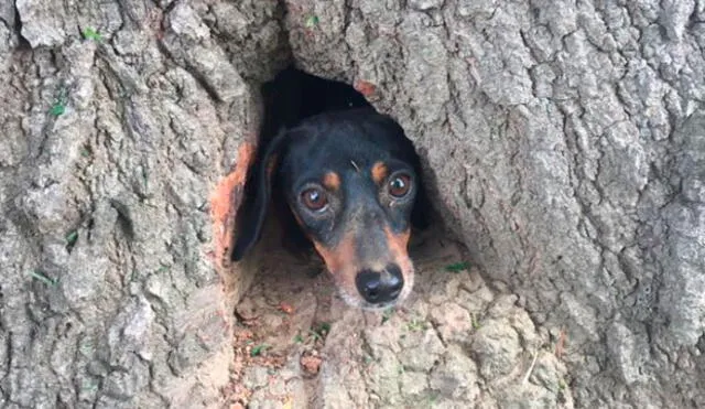 El increíble rescate del perro que quedó atrapado dentro de un árbol [FOTOS]