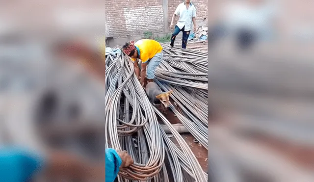 Facebook Viral: El rescate de este perrro atrapado entre cables de acero conmueve a miles de usuarios 