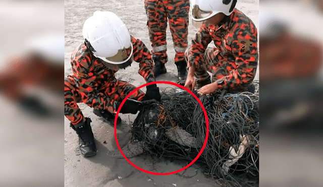 Encuentran tortuga moribunda atrapada en cables tóxicos, la liberan y sucede algo increíble [VIDEO] 