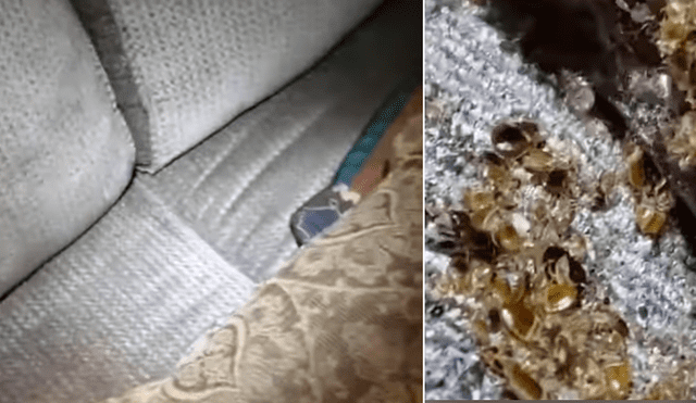 Joven compra por subasta un sofá, lo revisa y descubre a miles de insectos bebés.