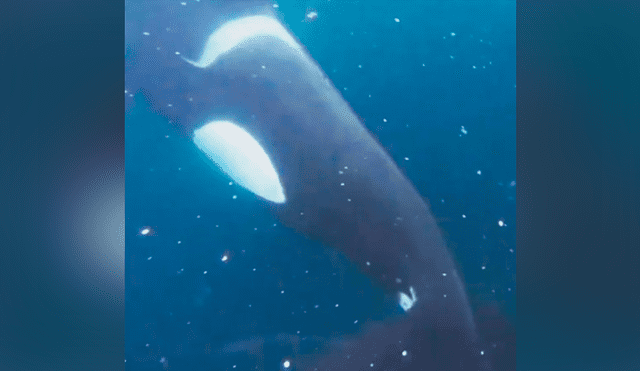 YouTube viral: buzo se topa “cara a cara” con ballena asesina, le quita su presa y sucede lo increíble [VIDEO] 