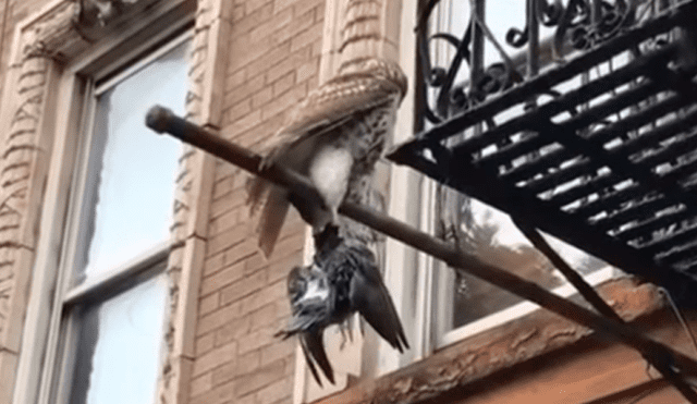 YouTube: Halcón caza a una paloma y la exhibe como si fuera un trofeo
