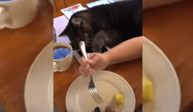 Video es viral en Facebook. El felino se acostó sobre la mesa donde estaba el plato de su propietaria y trató de quitarle algunos de sus bocados. Fotocaptura: YouTube