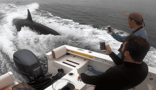 Un grupo de pescadores registró el momento en que una ballena emergió del mar y se dejó tomar distintos 'selfies'.