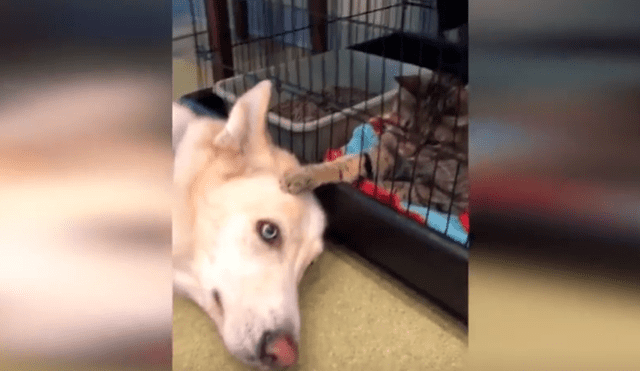 Facebook viral: un gato que consuela a perro en veterinaria sorprende a todos [VIDEO] 
