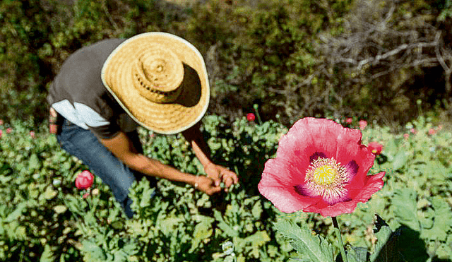 Cedro advierte: Hay un aumento de cultivos de amapola de opio