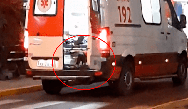 Desliza las imágenes para ver el momento exacto en que el perro sube a la ambulancia para seguir a su dueño hasta el hospital. Foto: captura de YouTube