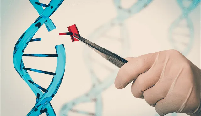 La edición genética propone corregir genes defectuosos por otros sanos. Foto: difusión