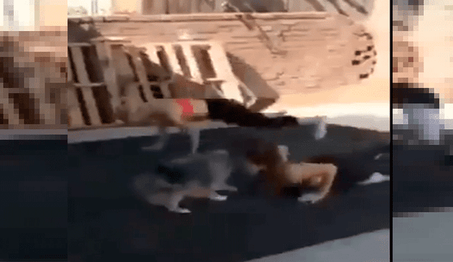 Twitter: Chicas se ejercitan y su mascota les sorprende con impensados movimientos [VIDEO]