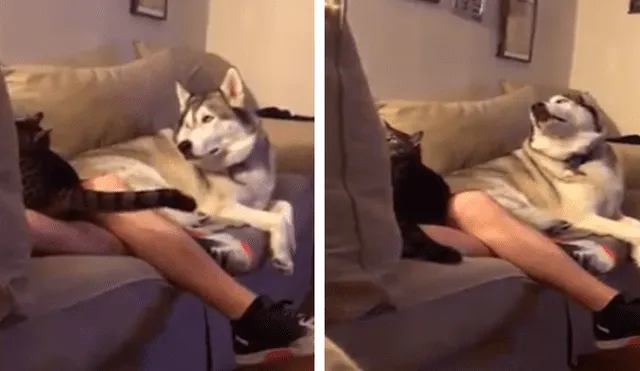 Desliza las imágenes para apreciar la singular reacción del perro tras percatarse que su dueño acariciaba a la nueva mascota.