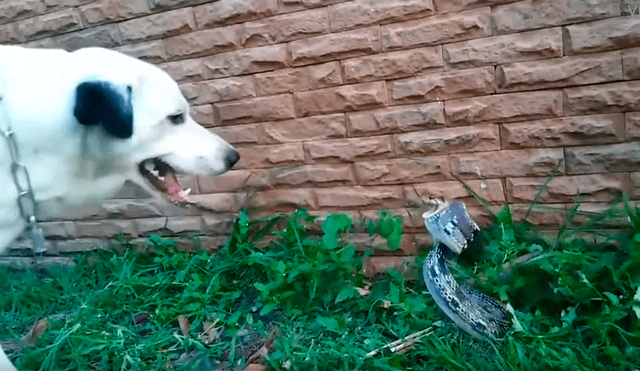 Facebook viral: perro callejero enfurece a serpiente venenosa con ladridos y sucede algo brutal [VIDEO] 