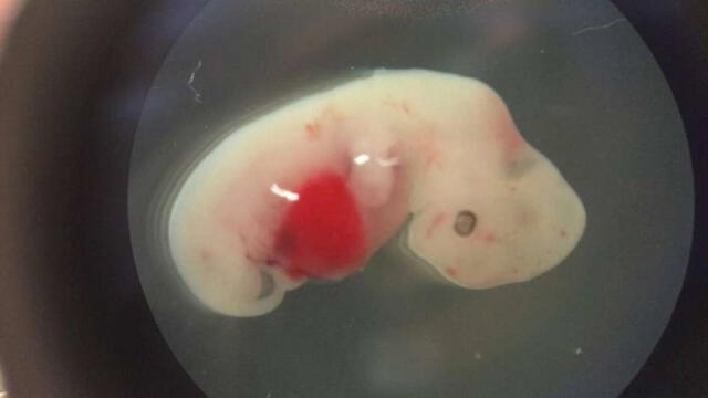 Logran colocar células humanas en embriones de oveja