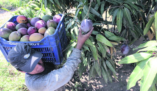 Productores de mango proyectan exportar 180 mil toneladas al mercado