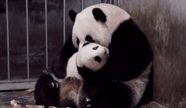 En YouTube, una mamá oso panda brindó unas emotivas caricias a su pequeña cría dentro de un recinto.