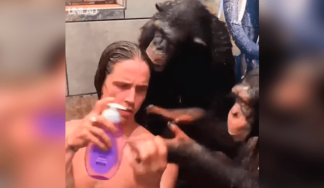 Facebook viral: monos bañan a hombre en la ducha y miles enternecen al verlos [VIDEO] 
