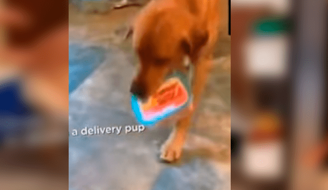 El can ha causado sensación en Facebook luego de que su dueño compartiera su increíble hazaña