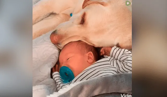 Desliza las fotografías para ver la cautivadora escena que logró ver una madre entre su mascota y su bebé. Foto: Captura/Facebook