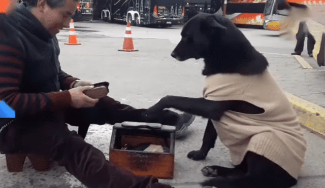 Video es viral en YouTube. El perro callejero no movía su patita de la caja de lustrar zapatos, no fue sino hasta que la limpiaron que la bajó y puso la otra. Foto: Captura.