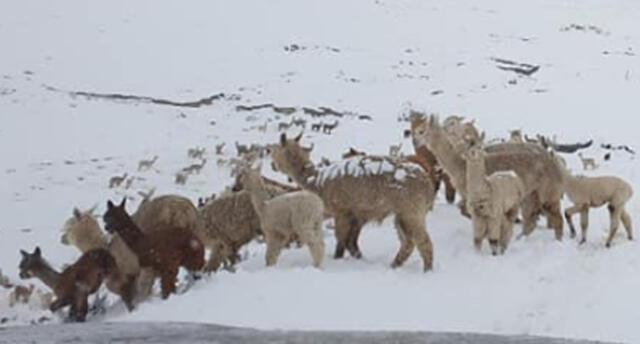 Incrementa mortandad de crías de alpaca tras intensas nevadas en Puno 