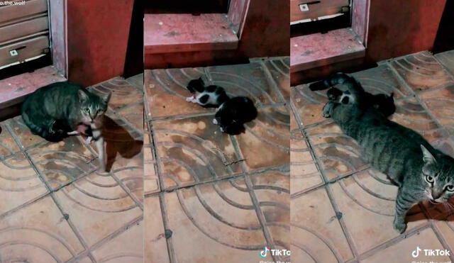 Desliza las imágenes para conocer un poco más de esta gatita que fue rescatada junto con sus bebés cuando más lo necesitaba. Foto: captura de TikTok/nico.the.wolf