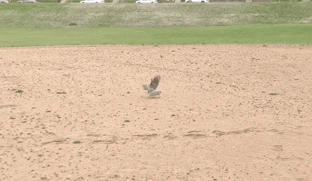 Mediante YouTube se hizo viral el momento en que un ratón es atrapado por un halcón mientras era liberado.