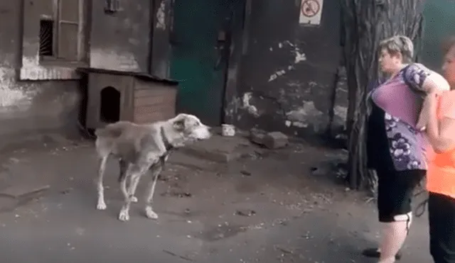 YouTube viral: perro se reencuentra con su dueña tras varios años y su reacción emociona a miles [VIDEO]