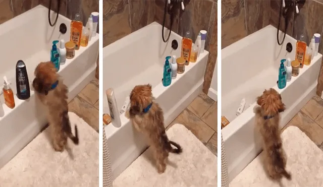 YouTube viral: perro encontró una manera peculiar para divertirse en su bañera [VIDEO] 