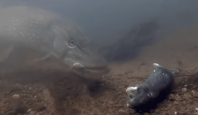 Facebook viral: 'misteriosa criatura' marina se traga a una rata que cayó al océano y esto pasa [VIDEO]