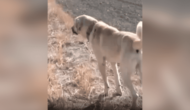 Desliza las imágenes para conocer la reacción de un perro guardián ante la presencia de un lobo en el rebaño. Foto: Captura.