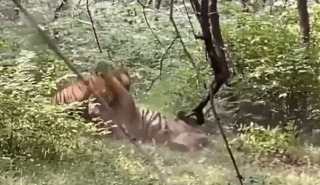 Desliza hacia la izquierda para ver el épico enfrentamiento de dos tigres machos que fueron captados por un grupo de turistas en la selva de la India. El video es viral de YouTube.