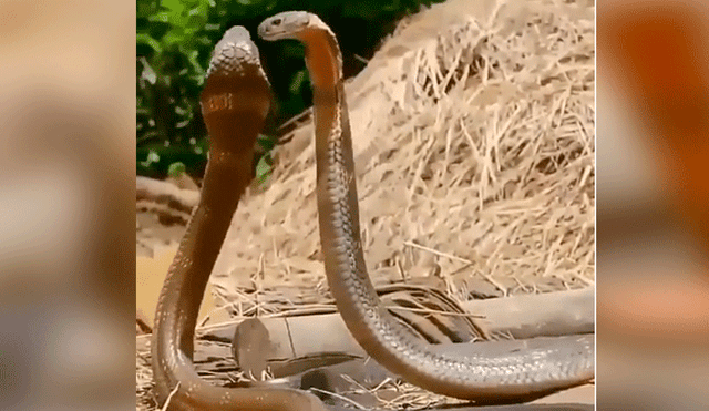 Facebook viral: peligrosas serpientes inician lucha y sucede algo increíble [VIDEO] 