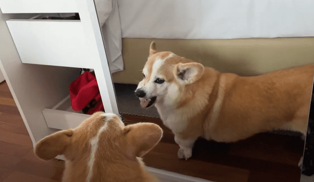 YouTube viral: perro se mira por primera vez al espejo y su curiosa reacción hace reír a miles
