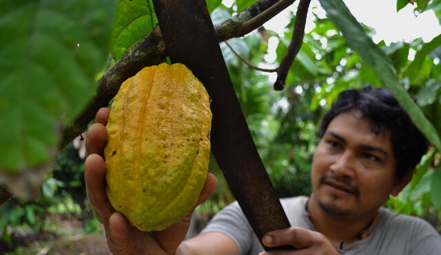 Promueven seguro agrícola para el cacao