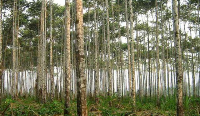 Siembran más de 500 árboles en Villa El Salvador