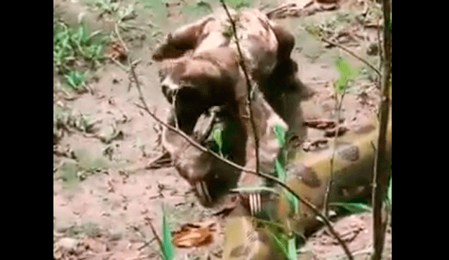 La sorprendente reacción de una letal anaconda tras ser pisada por un distraído oso perezoso [VIDEO]