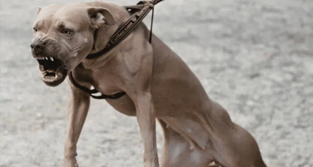 España: perro ataca a su dueño para impedir que agreda a su novia