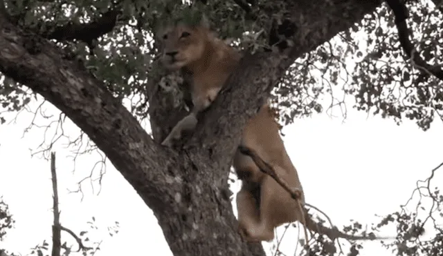 YouTube viral: leones trepan árbol para robar comida de feroz leopardo y ocurre esto [VIDEO]