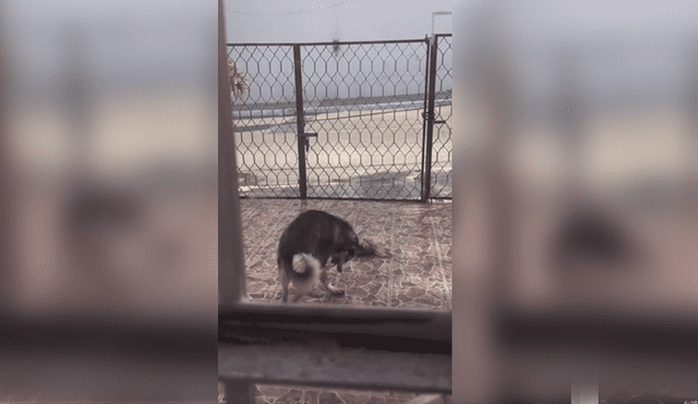 Video es viral en Facebook. La mujer se llevó una tremenda sorpresa, luego de que encontrara a su perro ‘trapeando’ su entrada, luego de haber botado su plato de agua. Foto: Captura.