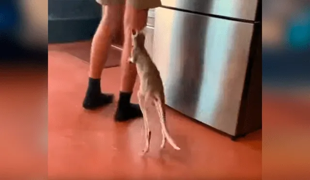 Facebook viral: bebé canguro se aferra a las piernas de su cuidador y motivo emociona a miles [VIDEO] 