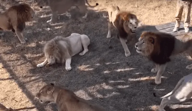 YouTube viral: hombre entra a jaula de leones para alimentarlos y ocurre lo inesperado [VIDEO]