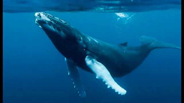 Mueren dos ballenas en playas de Brasil durante temporada de avistamiento