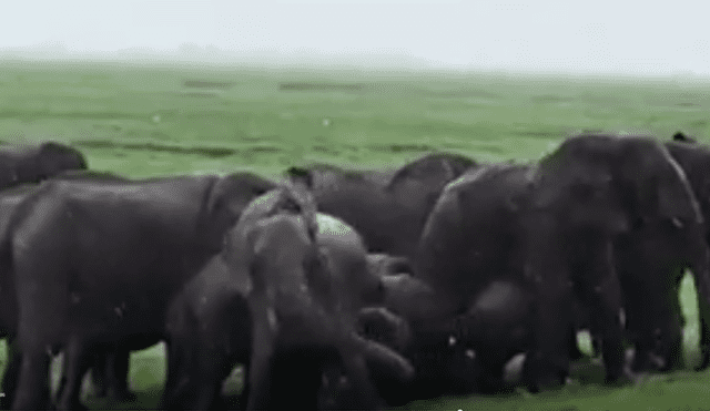 YouTube viral: familia va de excursión a África y graba a elefante pariendo a su cría [VIDEO]