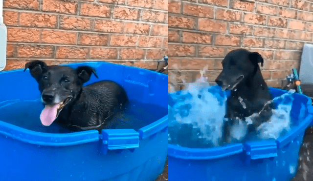 Facebook viral: mujer baña por primera vez a perro que rescató de la calle y este tiene curiosa reacción