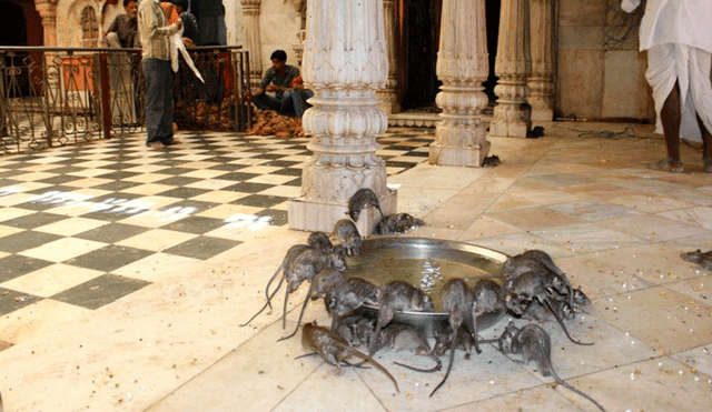 YouTube: ¿Conoces el 'Templo de las ratas' de la India? Aquí la sorprendente historia de este santuario