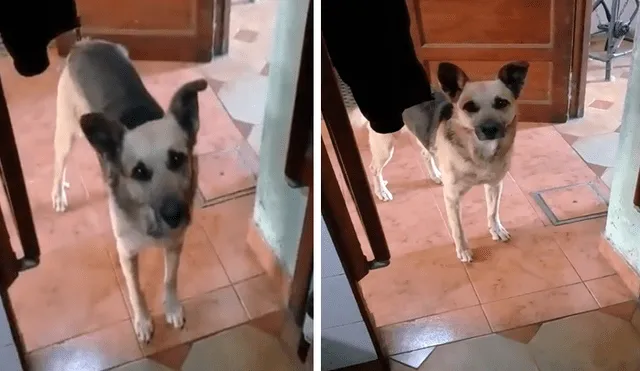 Facebook viral: perro escucha las preguntas de su amo y tiene insólita reacción [VIDEO] 