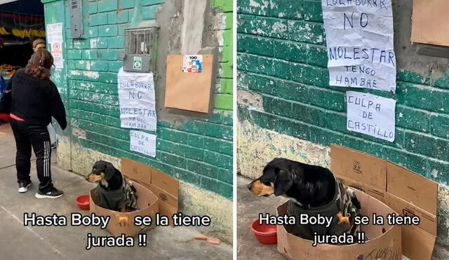 Dentro de una caja de cartón, el perro callejero esperaba paciente la ayuda de los transeúntes para que le dieran dinero o comida. Foto: composición LR/TikTok/@diego_montes17