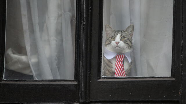Embajador de Ecuador sugiere que Julian Assange usó a su gato como espía [FOTOS]