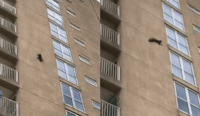 Facebook: mapache salta desde el noveno piso de un edificio y asusta a miles [VIDEO]