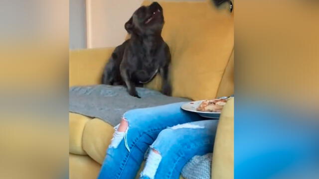 Desliza las imágenes para ver la peculiar conducta que tuvo un perro para recibir un poco de comida de su dueño. Foto:Google