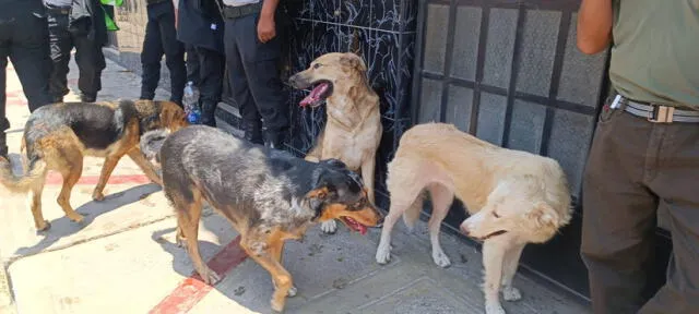 Canes fueron rescatados junto a su dueño de un incendio en Tacna. Foto: Liz Ferrer/URPI-LR